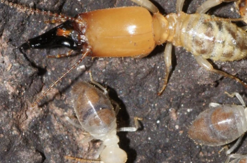 Suntik Rayap: Metode Efektif Mengatasi Serangan Rayap pada Bangunan