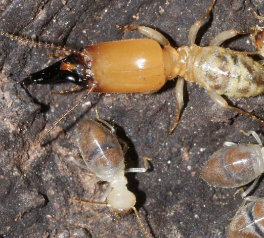 Suntik Rayap: Metode Efektif Mengatasi Serangan Rayap pada Bangunan